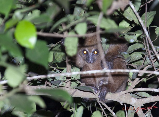 008 IKEI Mammifere Primate Lorisidae Potto sp 12E5K2IMG_74927awtmk.jpg