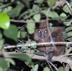 008 IKEI Mammifere Primate Lorisidae Potto sp 12E5K2IMG_74927awtmk.jpg