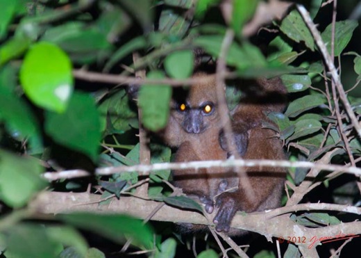 IKEI-Mammifere-Primate-Lorisidae-Potto-sp-12E5K2IMG_74925awtmk-Web