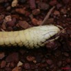 017 Route des Abeilles Serpent Cobra 7EIMG_9905WTMK.JPG