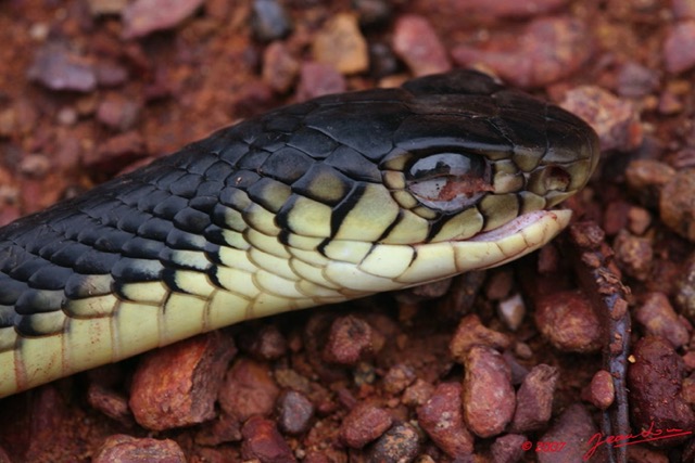 018 Route des Abeilles Serpent Cobra 7EIMG_9908WTMK.JPG