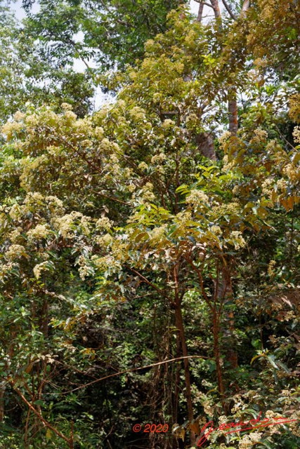 144 Piste des Abeilles 04 Mikouyi - La Lope Arbre 123 Rosides Malpighiales Hypericaceae Harungana madagascariensis 20E5M3IMG_200121153609_DxOwtmk 150k.jpg
