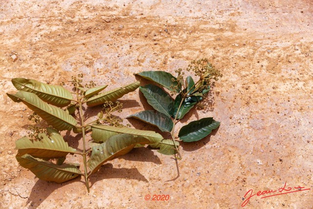 154 Piste des Abeilles 04 Mikouyi - La Lope Arbre 123 Rosides Malpighiales Hypericaceae Harungana madagascariensis Feuilles 20E5M3IMG_200121153665_DxOwtmk 150k.jpg