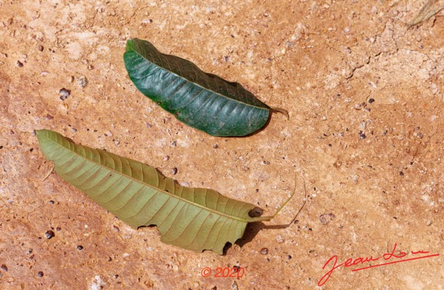 155 Piste des Abeilles 04 Mikouyi - La Lope Arbre 123 Rosides Malpighiales Hypericaceae Harungana madagascariensis Feuilles 20E5M3IMG_200121153667_DxOwtmk 150k.jpg