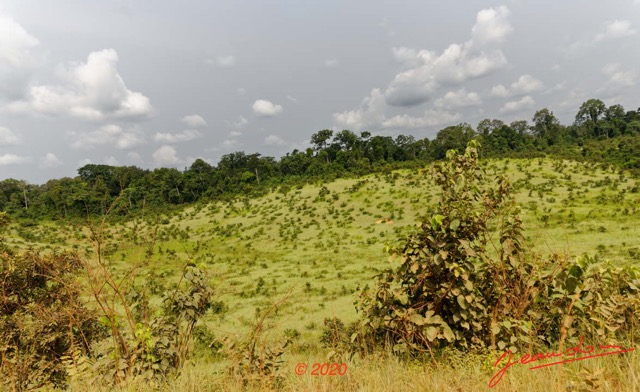 224 Piste des Abeilles 04 Mikouyi - La Lope Savane et Arbustes 20E5M3IMG_200121153896_DxOwtmk 150k.jpg
