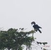 007 LOANGO 3 SAINTE-ANNE Oiseau Aves Bucerotiformes Bucerotidae Calao a Casque Noir Ceratogymna atrata 16E5K3IMG_121650_DxOwtmk.jpg