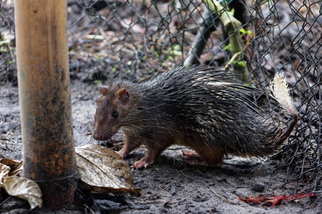 056 LOANGO 3 SAINTE-ANNE Mammalia Rodentia Hystricidae Porc-Epic Atherurus africanus 16E5K3IMG_121694_DxOwtmk.jpg
