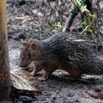 056 LOANGO 3 SAINTE-ANNE Mammalia Rodentia Hystricidae Porc-Epic Atherurus africanus 16E5K3IMG_121694_DxOwtmk.jpg