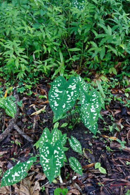 057 LOANGO 3 SAINTE-ANNE Plante Araceae Syngonium sp 16E5K3IMG_121711_DxOwtmk.jpg