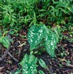 057 LOANGO 3 SAINTE-ANNE Plante Araceae Syngonium sp 16E5K3IMG_121711_DxOwtmk.jpg