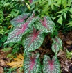 059 LOANGO 3 SAINTE-ANNE Plante Araceae Syngonium sp 16E5K3IMG_121713_DxOwtmk.jpg