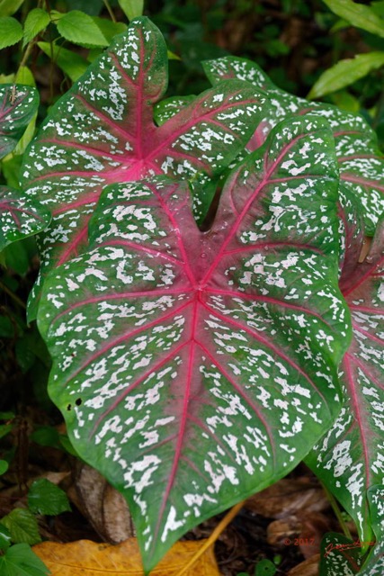 060 LOANGO 3 SAINTE-ANNE Plante Araceae Syngonium sp 16E5K3IMG_121714_DxOwtmk.jpg