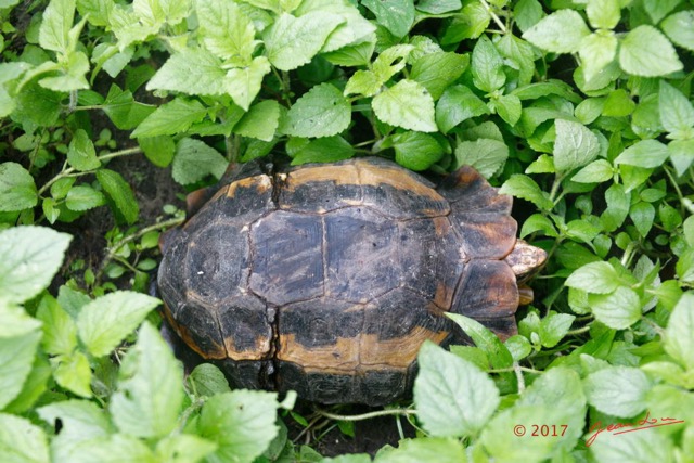 061 LOANGO 3 SAINTE-ANNE Reptilia Testudines Testudinidae Tortue terrestre Kinixys erosa 16E5K3IMG_121681_DxOwtmk.jpg