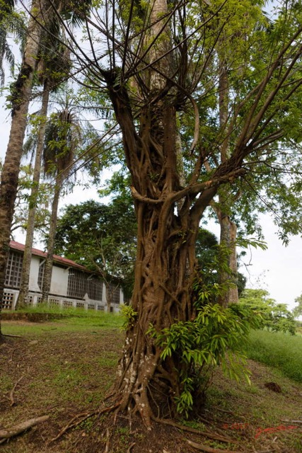 037 LOANGO 3 Hopital Schweitzer Ancien Ficus Etrangleur 16E5K3IMG_121357_DxOwtmk.jpg