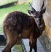 047 LOANGO 3 Hopital Schweitzer Mammalia Artiodactyla Bovidae Sitatunga Tragelaphus spekei gratus 16E5K3IMG_121407_DxOwtmk.jpg