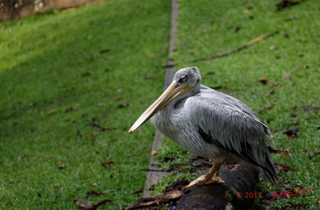 048 LOANGO 3 Hopital Schweitzer Oiseau Aves Pelican Gris Pelecanus rufescens 16E5K3IMG_121408_DxOwtmk.jpg