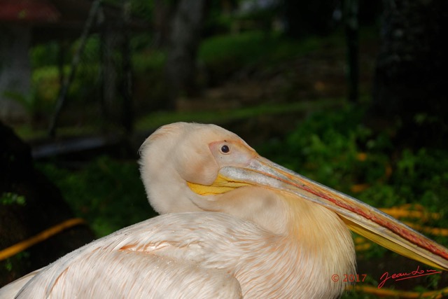049 LOANGO 3 Hopital Schweitzer Oiseau Aves Pelican Gris Pelecanus rufescens 16E5K3IMG_121410_DxOawtmk.jpg