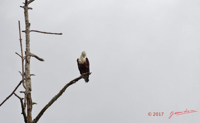 030 LOANGO 3 la Riviere REMBO NGOVE Oiseau Aves Accipitriformes Accipitridae Pygargue Vocifere Haliaeetus vocifer 16E5K3IMG_122064_DxOwtmk.jpg