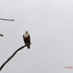 030 LOANGO 3 la Riviere REMBO NGOVE Oiseau Aves Accipitriformes Accipitridae Pygargue Vocifere Haliaeetus vocifer 16E5K3IMG_122064_DxOwtmk.jpg