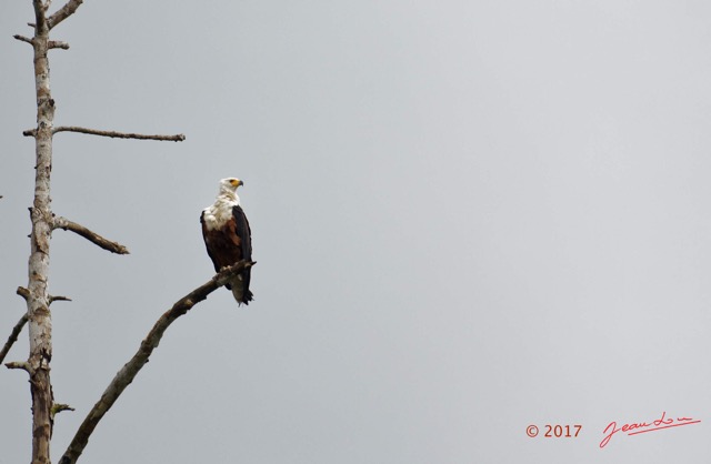 031 LOANGO 3 la Riviere REMBO NGOVE Oiseau Aves Accipitriformes Accipitridae Pygargue Vocifere Haliaeetus vocifer 16E5K3IMG_122065_DxOwtmk.jpg
