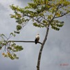 033 LOANGO 3 la Riviere REMBO NGOVE Oiseau Aves Accipitriformes Accipitridae Palmiste Africain Gypohierax angolensis 16E5K3IMG_122069_DxOwtmk.jpg