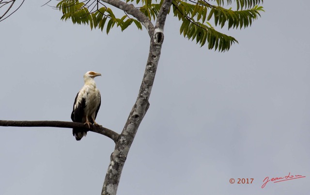 034 LOANGO 3 la Riviere REMBO NGOVE Oiseau Aves Accipitriformes Accipitridae Palmiste Africain Gypohierax angolensis 16E5K3IMG_122069awtmk.jpg