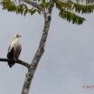 034 LOANGO 3 la Riviere REMBO NGOVE Oiseau Aves Accipitriformes Accipitridae Palmiste Africain Gypohierax angolensis 16E5K3IMG_122069awtmk.jpg