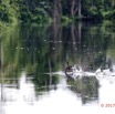 036 LOANGO 3 la Riviere REMBO NGOVE Oiseau Aves Grebifoulque Afrique Podica senegalensis male 16E5K3IMG_122073_DxOwtmk.jpg