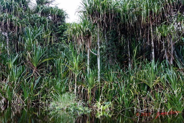 038 LOANGO 3 la Riviere REMBO NGOVE Arbre Liliopsida Pandanales Pandanaceae Pandanus candelabrum 16E5K3IMG_122077_DxOawtmk.jpg
