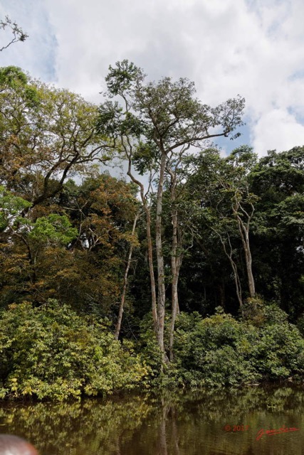 078 LOANGO 3 la Riviere REMBO NGOVE Berge et Arbres Magnoliopsida Malpighiales Euphorbiaceae Anthostema aubryanum 16E5K3IMG_122134_DxOawtmk.jpg