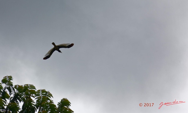 091 LOANGO 3 la Riviere REMBO NGOVE Oiseau Aves Bucerotiformes Bucerotidae Calao Siffleur Bycanistes fistulator en Vol 16E5K3IMG_122155_DxOwtmk.jpg