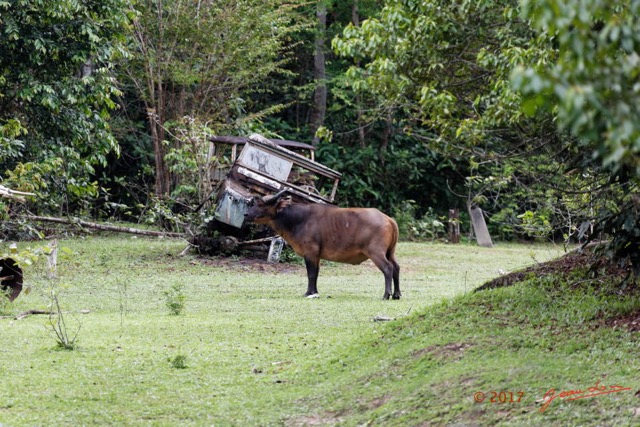 006 LOANGO 3 Inyoungou Sounga Buffle Syncerus caffer nanus 16E5K3IMG_122158_DxOwtmk.jpg
