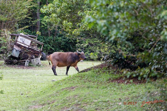 007 LOANGO 3 Inyoungou Sounga Buffle Syncerus caffer nanus 16E5K3IMG_122160_DxOwtmk.jpg