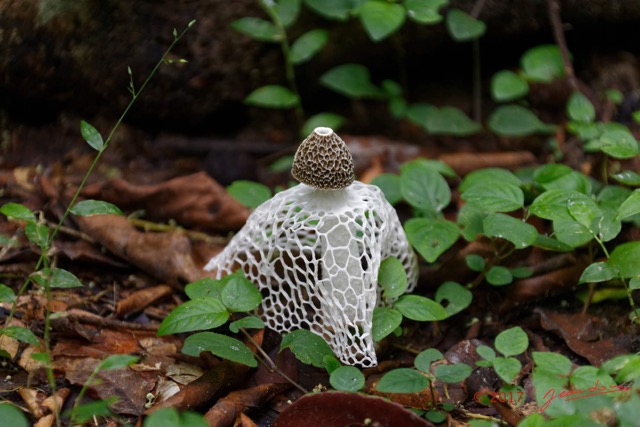 012 LOANGO 3 Inyoungou Sounga Marche en Foret Champignon Decoupe 16E5K3IMG_122172_DxOwtmk.jpg