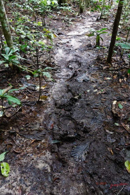 013 LOANGO 3 Inyoungou Sounga Marche en Foret Empreinte Elephants 16E5K3IMG_122174_DxOwtmk.jpg