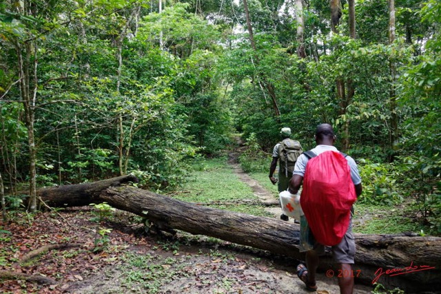 014 LOANGO 3 Inyoungou Sounga Marche en Foret Eco Guide et Eco Garde 16E5K3IMG_122176_DxOwtmk.jpg