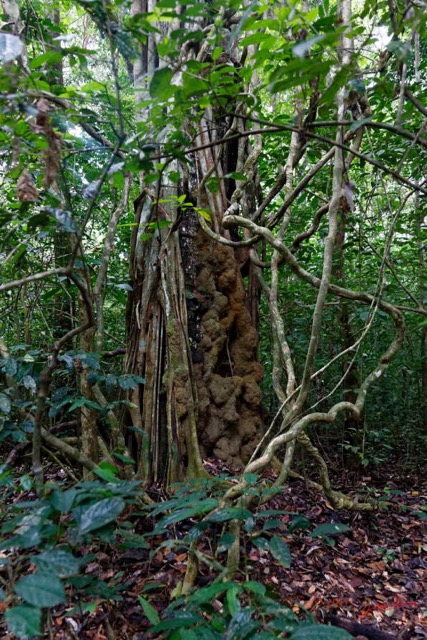 015 LOANGO 3 Inyoungou Sounga Marche en Foret Arbre Ficus Etrangleur et Termitiere 16E5K3IMG_122180_DxOawtmk.jpg