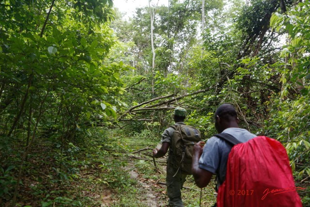 023 LOANGO 3 Inyoungou Sounga Marche en Foret Passage sous Arbre Mort 16E5K3IMG_122192_DxOwtmk.jpg
