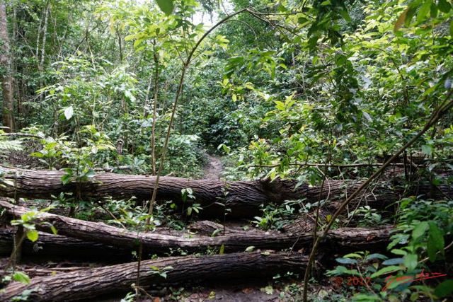 026 LOANGO 3 Inyoungou Sounga Marche en Foret Arbres Morts 16E5K3IMG_122198_DxOwtmk.jpg