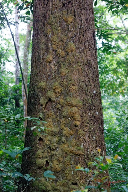 027 LOANGO 3 Inyoungou Sounga Marche en Foret Arbre Tronc et Ecorce Rongee 16E5K3IMG_122199_DxOwtmk.jpg