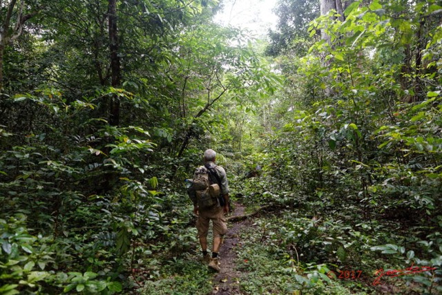 029 LOANGO 3 Inyoungou Sounga Marche en Foret JLA 16E5K3IMG_122201_DxOwtmk.jpg