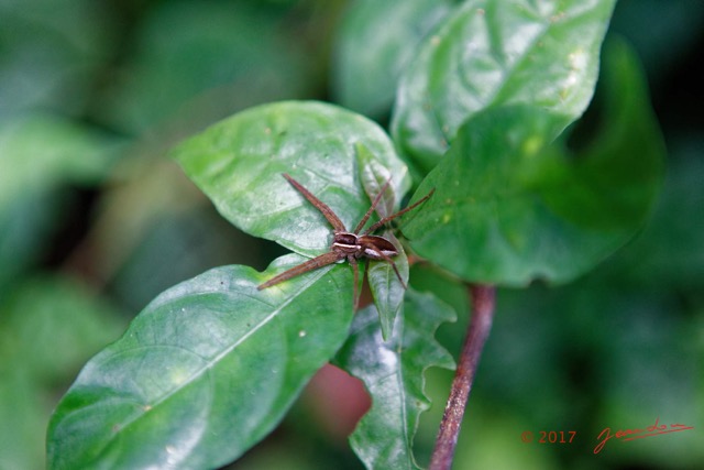 031 LOANGO 3 Inyoungou Sounga Marche en Foret Plante et Arachnide 16E5K3IMG_122204_DxOwtmk.jpg