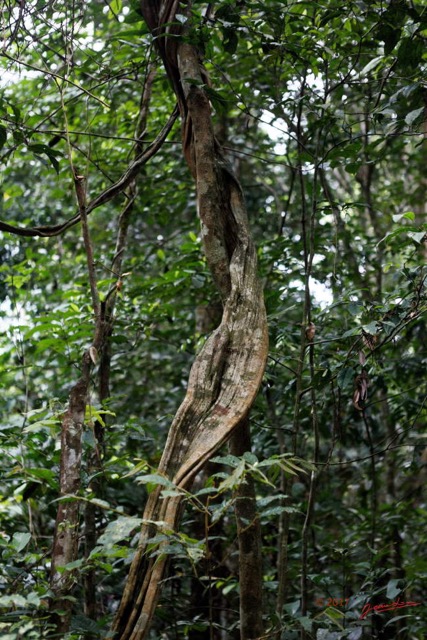 035 LOANGO 3 Inyoungou Sounga Marche en Foret Liane Torsadee 16E5K3IMG_122209_DxOawtmk.jpg