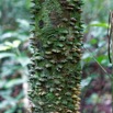 036 LOANGO 3 Inyoungou Sounga Marche en Foret Arbre Magnoliopsida Sapindales Rutaceae Zanthoxylum heitzii 16E5K3IMG_122212_DxOawtmk.jpg