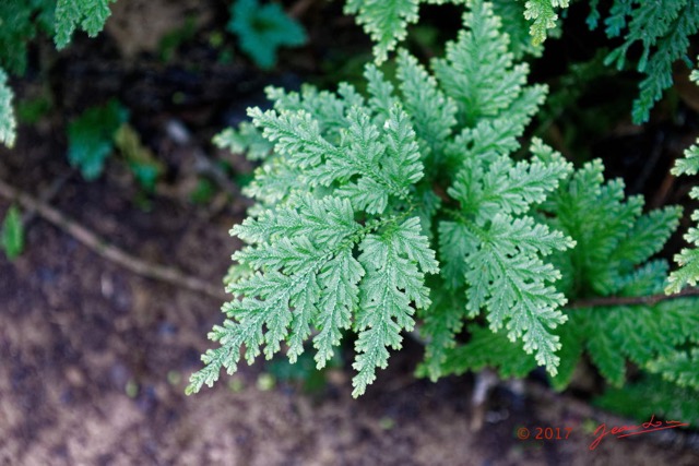 039 LOANGO 3 Inyoungou Sounga Marche en Foret Plante Fougere Lycopodiophyta Selaginellales Selaginellaceae Selaginella sp 16E5K3IMG_122216_DxOawtmk.jpg