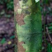 044 LOANGO 3 Inyoungou Sounga Marche en Foret Arbre et Tronc avec Lichens 16E5K3IMG_122225_DxOwtmk.jpg