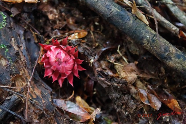 045 LOANGO 3 Inyoungou Sounga Marche en Foret Fleur Magnoliopsida Santalales Balanophoraceae Thonningia sanguinea 16E5K3IMG_122226_DxOwtmk.jpg