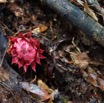 045 LOANGO 3 Inyoungou Sounga Marche en Foret Fleur Magnoliopsida Santalales Balanophoraceae Thonningia sanguinea 16E5K3IMG_122226_DxOwtmk.jpg