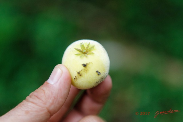 046 LOANGO 3 Inyoungou Sounga Marche en Foret Fruit 16E5K3IMG_122227_DxOwtmk.jpg