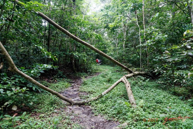 047 LOANGO 3 Inyoungou Sounga Marche en Foret Arbre Mort 16E5K3IMG_122229_DxOwtmk.jpg